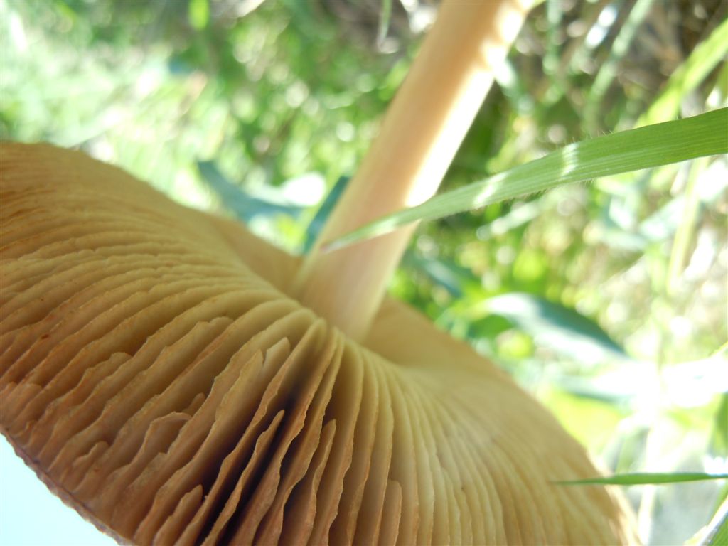 Funghi da Capodimonte
